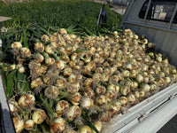 【予約】4.5kg 淡路島産新玉ねぎ「にじたま」  (約15個)