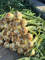 【予約】4.5kg 淡路島産新玉ねぎ「にじたま」  (約15個)