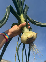 【予約】4.5kg 淡路島産新玉ねぎ「にじたま」  (約15個)