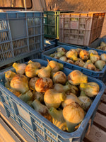 【予約】4.5kg 淡路島産新玉ねぎ「にじたま」  (約15個)