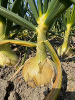 【予約】4.5kg 淡路島産新玉ねぎ「にじたま」  (約15個)