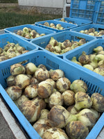 【予約】4.5kg 淡路島産新玉ねぎ「にじたま」  (約15個)