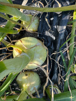 【予約】4.5kg 淡路島産新玉ねぎ「にじたま」  (約15個)