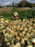 【予約】4.5kg 淡路島産新玉ねぎ「にじたま」  (約15個)
