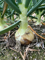 【予約】4.5kg 淡路島産新玉ねぎ「にじたま」  (約15個)