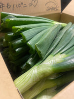 【予約】数量限定‼︎新玉ねぎの『葉』（ご家庭用・10-15本）