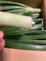 【予約】数量限定‼︎新玉ねぎの『葉』（ご家庭用・10-15本）