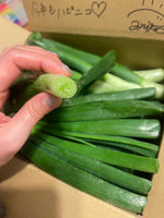 【予約】数量限定‼︎新玉ねぎの『葉』（ご家庭用・10-15本）