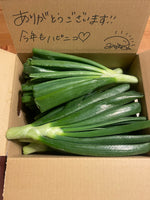 【予約】数量限定‼︎新玉ねぎの『葉』（ご家庭用・10-15本）