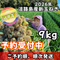 【予約】９kg淡路島産新玉ねぎ「にじたま」  (約30個)