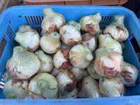 【予約】4.5kg 淡路島産新玉ねぎ「にじたま」  (約15個)